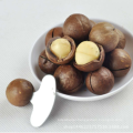 Big Size Roasted Macadamia Nuts In Shell
